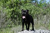 STAFFIE 230